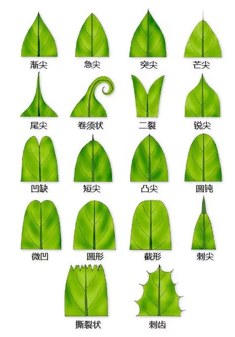 植物有哪些|植物（生命形态之一）